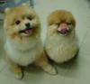 TWO SMALL DOGS