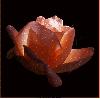 Herba rose