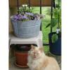 Kitty by the flowerpot.