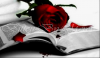 bleeding rose on book
