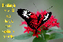 butterfly world 