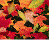 Color leaf