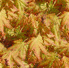 Brown leaf Autumn