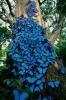 blue butterflies on tree