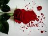 rose/love