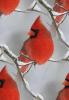 Background Tile ~ Cardinal In Winter