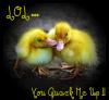 Ducklings ~ You Quack Me Up