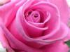 Sparkling Pink Rose