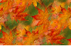 Background-Fall Leaves