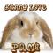 Bunny Love ~ Pami