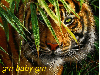 Tiger ~ grrr baby grrr