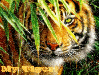 Tiger ~ My Tiger