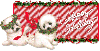 Happy Holidays>>>Seals