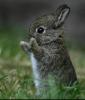 lovely bunny
