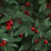 holly berries background