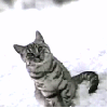 Cat, Kotek, Snow