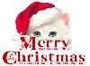 Merry Christmas~Santa Kitty