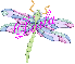 Dragonfly ~ Darla