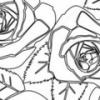 Roses outline