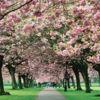 Cherry blossom path