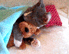 Cat with Teddy Bear â™¥ 