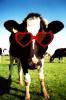 cow with glasses