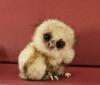 super cute baby owl