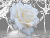 winter  rose