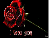 Rose - I love You 