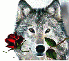 Wolf with Rose 