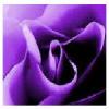 Rose in purple