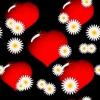 red heart white roses love background