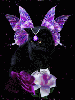 Black Cat Fairy