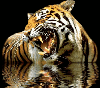 WILD TIGER IN WATER