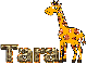 giraffe Tara