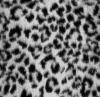 Grey leopard print 2