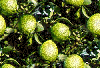 seamless glitter lemon tree background