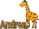 giraffe Andrea