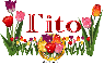 Tulips Tito