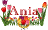 Tulips Ania