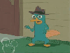 phineas & ferb - perry the platypus