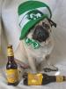 St Patricks Day Doggy