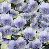 seamless glitter purple flowers spring background