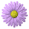lavender daisy