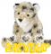 Cheetah - Skyler