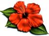 hawaiian flower
