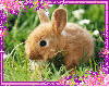 lovely  bunny