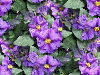 seamless glitter purple flowers easter spring background