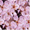 seamless glitter pink flowers easter spring background
