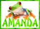 Red Eyed Tree Frog - Amanda